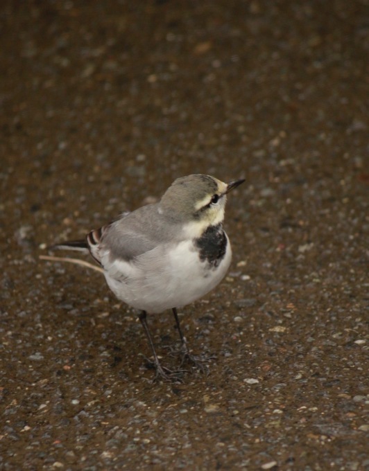 a0248459_16222518.jpg