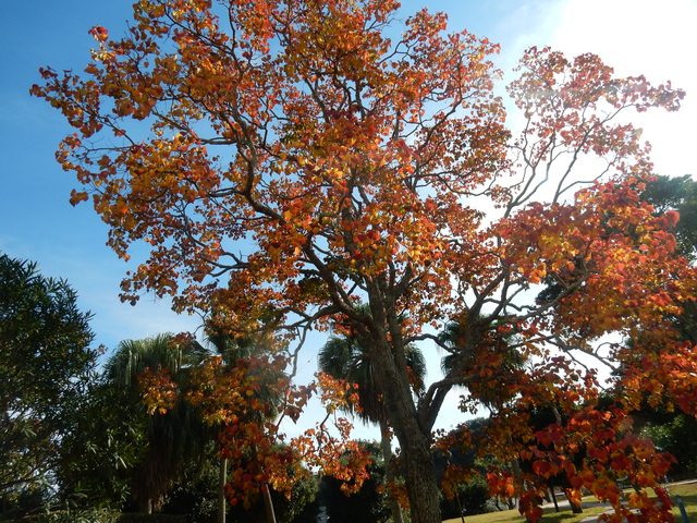 ’16,11,20(月)勝浦の紅葉も素敵!_f0060461_8534665.jpg