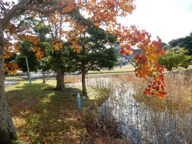 ’16,11,20(月)勝浦の紅葉も素敵!_f0060461_8545848.jpg