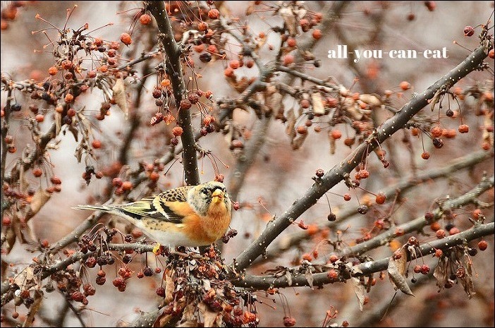 お部屋から野鳥観察_b0341869_15011290.jpg