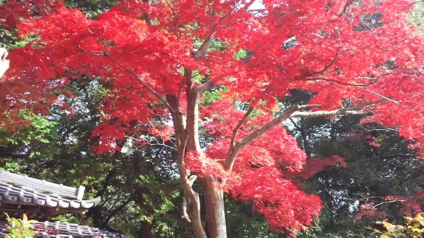 楽庵の紅葉2016_c0122270_22073745.jpg
