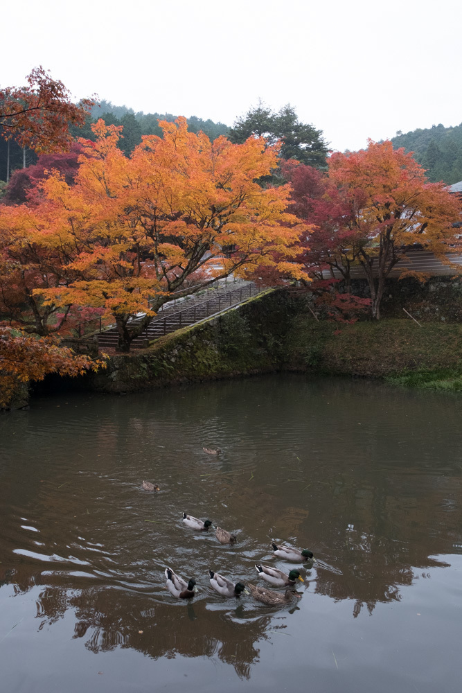 円通寺_e0174074_16321165.jpg