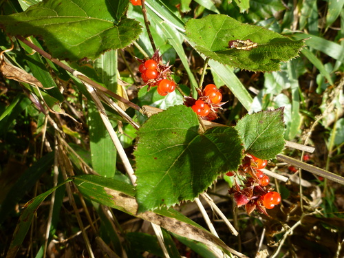 d0159384_171537.jpg