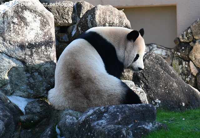 ２０１６年１１月　白浜パンダ見隊　その２_a0052986_7431180.jpg