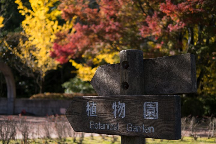 晩秋の公園、ときどきトロピカル_d0353489_12384410.jpg