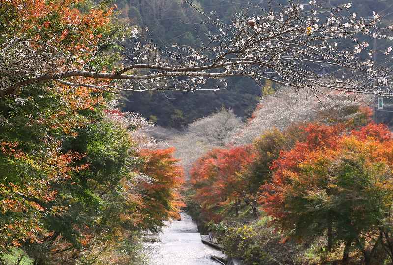 四季桜　&　紅葉　その2_f0000789_8492596.jpg