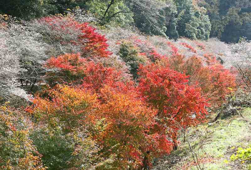 四季桜　&　紅葉　その2_f0000789_8495420.jpg