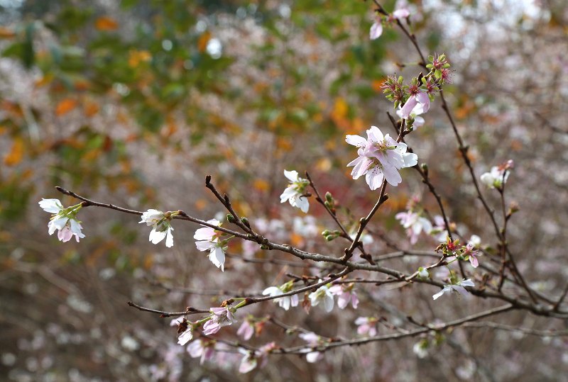 四季桜　&　紅葉　その2_f0000789_8503714.jpg