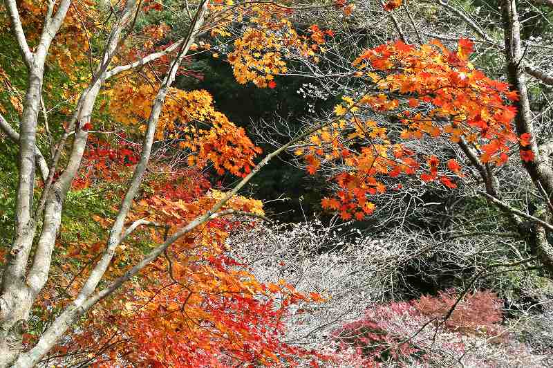 四季桜　&　紅葉　その2_f0000789_85076.jpg