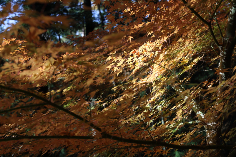 a0290990_213116.jpg