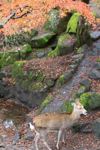 奈良公園に行ってきました。_b0324794_12124885.jpg