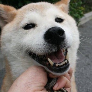 すーちゃん 奇跡は起きず・・・_f0242002_17442496.jpg