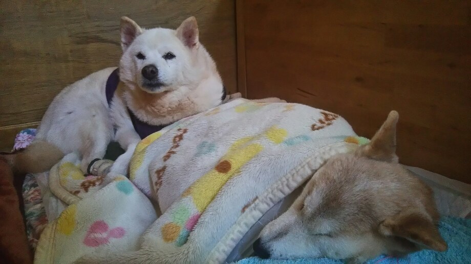 すーちゃん 奇跡は起きず・・・_f0242002_17450770.jpg