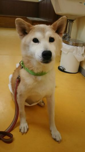 すーちゃん 奇跡は起きず・・・_f0242002_18024537.jpg