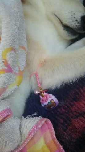 すーちゃん 奇跡は起きず・・・_f0242002_18025490.jpg