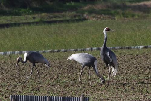 秋の野鳥_d0230507_19253629.jpg