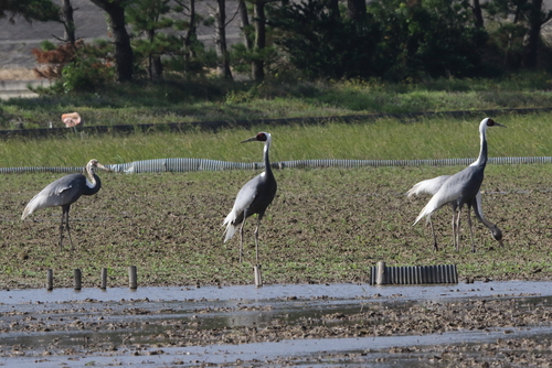 秋の野鳥_d0230507_19262164.jpg