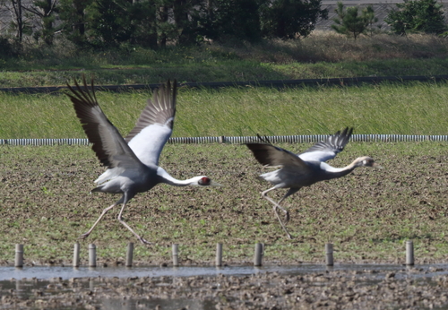 秋の野鳥_d0230507_19285695.jpg