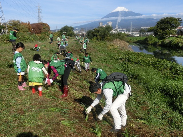 滝川の土手150mにヒガンバナの球根2,000球をジヤトコの皆さんと植付け 「そうだ!沼川プロジェクト」_f0141310_7265723.jpg