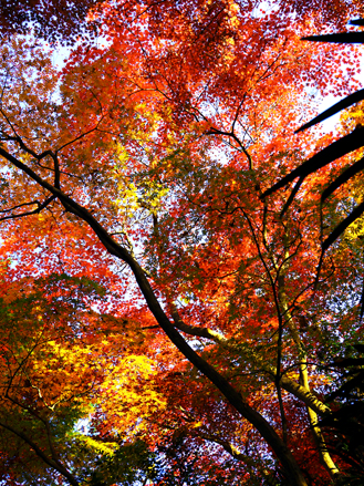 高幡不動尊の紅葉　（2016年11月22日）_a0023315_23172411.jpg