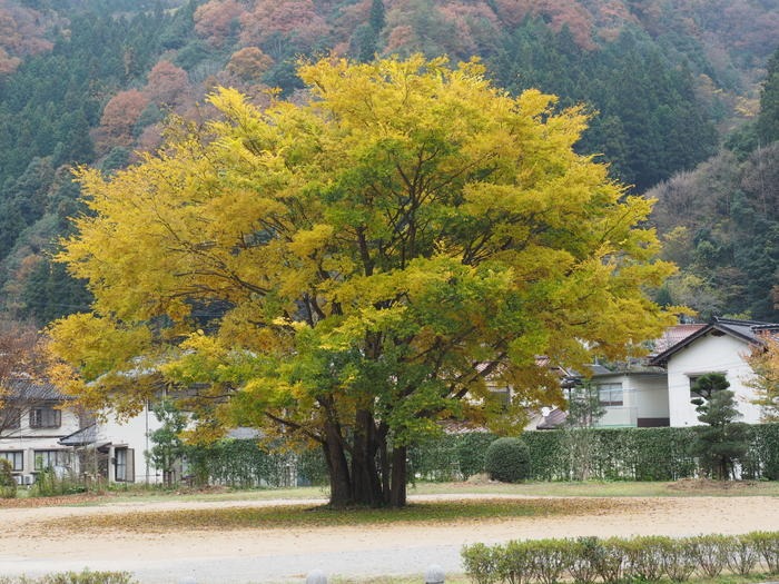 エノキ?(この木何の木?氣になる木)_c0116915_059749.jpg