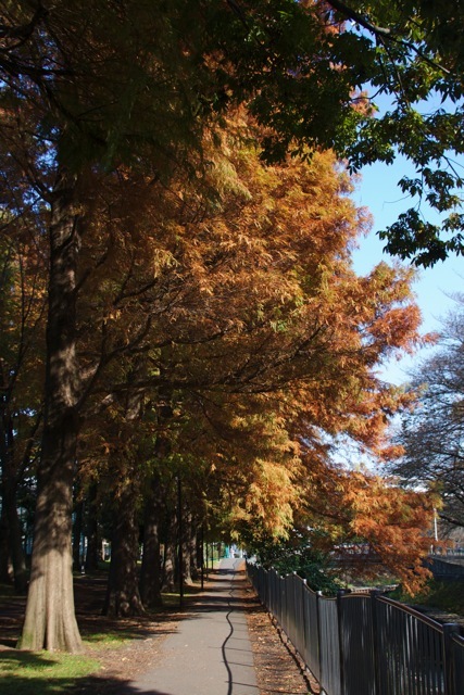 鮮やかに染まる散歩道_e0021328_01103749.jpg