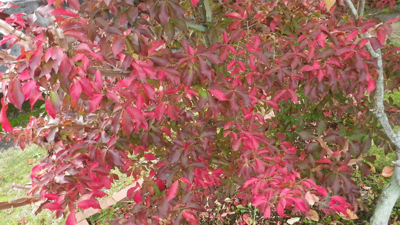 e0305733_06132049.jpg