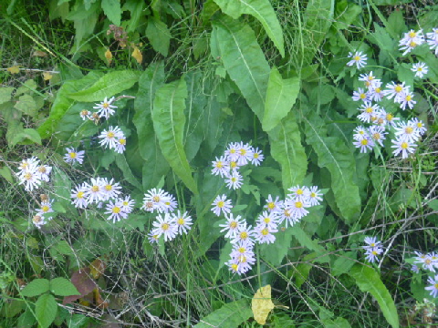 b0246036_1552833.jpg