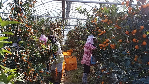 ♪　今年も　早やだし温室キンカンの出荷が始まりました。_f0042737_172455.jpg