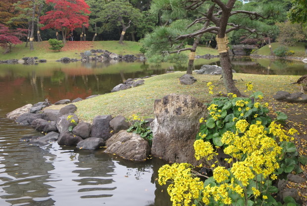 都心の紅葉 浜離宮恩賜庭園 ひだまりの庭 ヒネモスノタリ