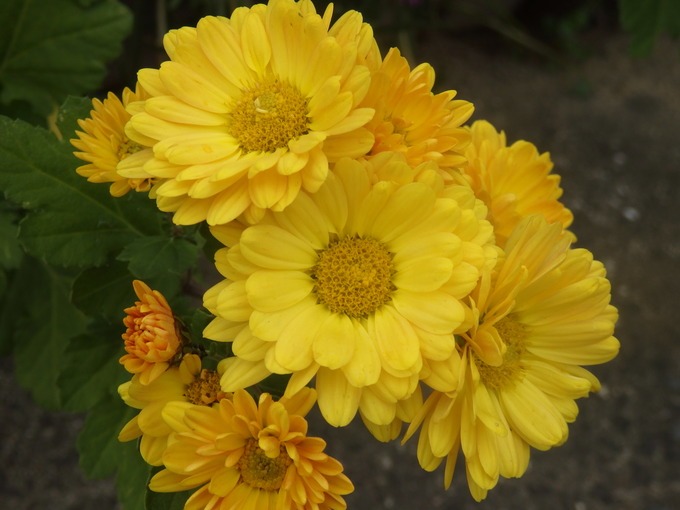 a0054240_19594385.jpg