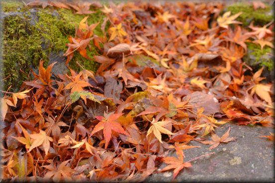 紅葉2016　＠上野村_f0363141_8353942.jpg