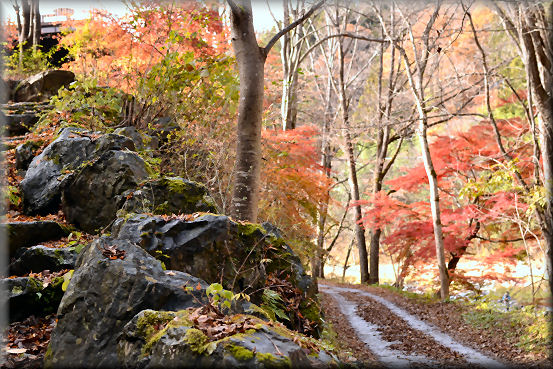 紅葉2016　＠上野村_f0363141_835885.jpg