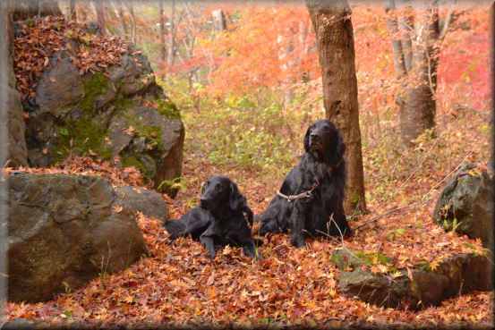 紅葉2016　＠上野村_f0363141_8364096.jpg