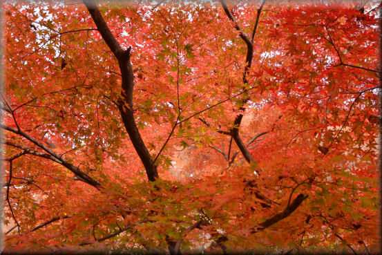 紅葉2016　＠上野村_f0363141_8422411.jpg