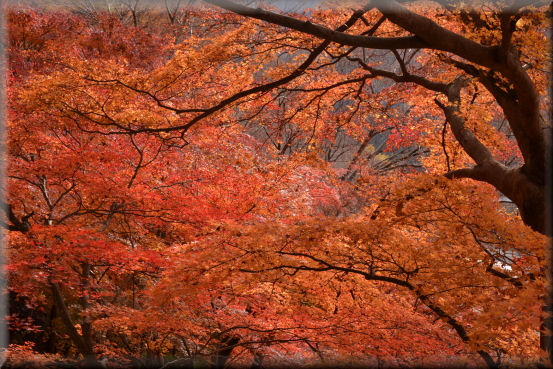 紅葉2016　＠上野村_f0363141_8485066.jpg