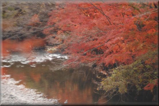 紅葉2016　＠上野村_f0363141_8515337.jpg