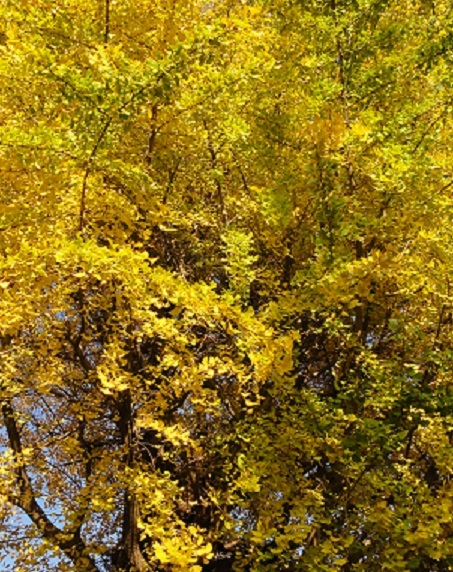 池上の御会式桜 _a0048445_22531071.jpg