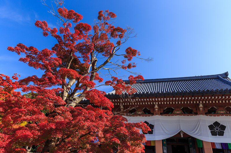 京都の紅葉2016 染まる智積院_f0155048_2284778.jpg