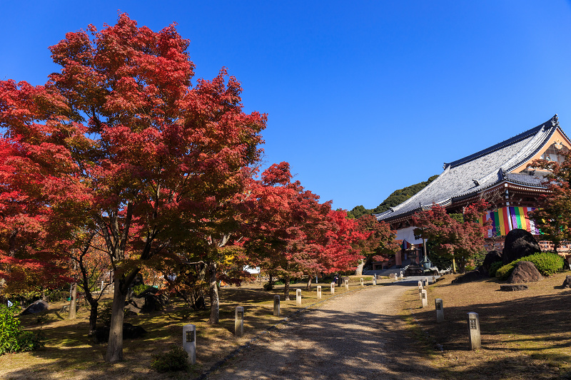 京都の紅葉2016 染まる智積院_f0155048_2293223.jpg