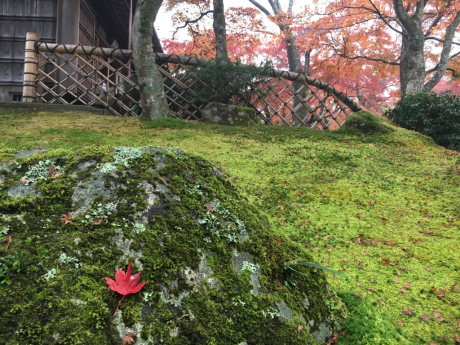 厚木から車で秋の箱根へGO.80分のドライブで早川のせせらぎをBGMに鯛めしと紅葉を楽しんだ帰りに厚木で【猪鍋（ししなべ】はいかが？_f0364153_11505907.jpg