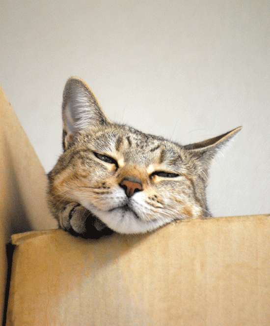 11月22日 ふててやるっ!_a0001354_21463893.gif