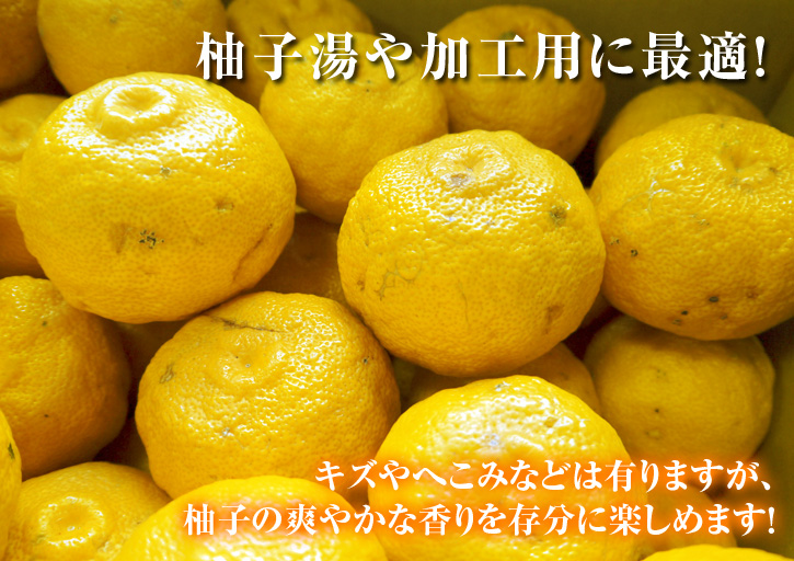冬至の 柚子風呂 用柚子 ゆず ご予約承り中 数量限定につき お急ぎください ｆｌｃパートナーズストア