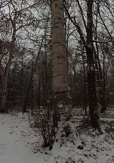 e0004756_21461822.jpg