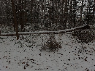 e0004756_21464330.jpg