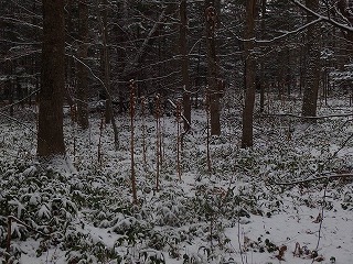 e0004756_21493179.jpg