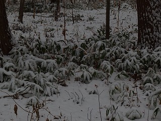 e0004756_21541795.jpg