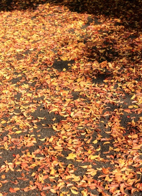 a0248459_15432427.jpg