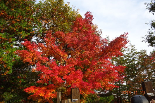 昭和記念公園に紅葉を見に行く_d0263859_15311666.jpg