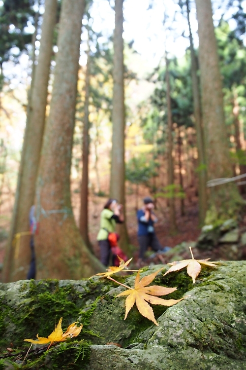 晩秋の森で遊ぶ　By三十三間山_c0359075_20433572.jpg